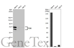 Anti-TOX antibody [HL1809] used in Western Blot (WB). GTX637534