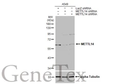 Anti-METTL14 antibody [HL1816] used in Western Blot (WB). GTX637541