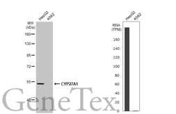 Anti-CYP27A1 antibody [HL1819] used in Western Blot (WB). GTX637544