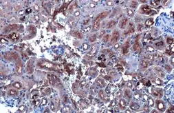 Anti-CYP27A1 antibody [HL1819] used in IHC (Paraffin sections) (IHC-P). GTX637544