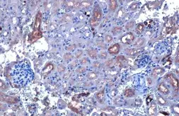 Anti-CYP27A1 antibody [HL1820] used in IHC (Paraffin sections) (IHC-P). GTX637545