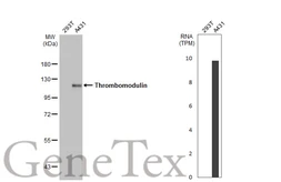 Anti-Thrombomodulin antibody [HL1825] used in Western Blot (WB). GTX637550