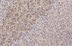Anti-SEK1 / MKK4 antibody [HL1839] used in IHC (Paraffin sections) (IHC-P). GTX637564