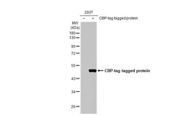Anti-CBP tag antibody [HL1841] used in Western Blot (WB). GTX637566