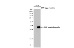 Anti-GFP antibody [HL1845] used in Western Blot (WB). GTX637570