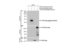 Anti-GFP antibody [HL1845] used in Western Blot (WB). GTX637570