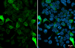 Anti-GFP antibody [HL1845] used in Immunocytochemistry/ Immunofluorescence (ICC/IF). GTX637570