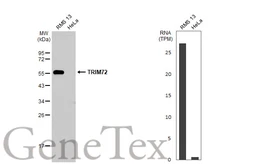 Anti-TRIM72 antibody [HL1855] used in Western Blot (WB). GTX637580