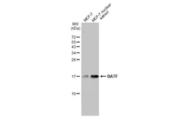 Anti-BATF antibody [HL1870] used in Western Blot (WB). GTX637619
