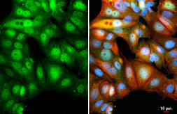 Anti-BATF antibody [HL1870] used in Immunocytochemistry/ Immunofluorescence (ICC/IF). GTX637619