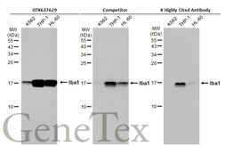 Anti-Iba1 antibody [HL1880] used in Western Blot (WB). GTX637629