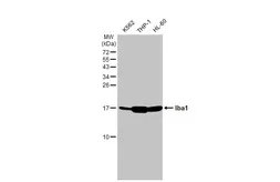 Anti-Iba1 antibody [HL1880] used in Western Blot (WB). GTX637629