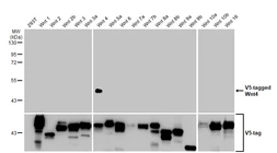 Anti-Wnt4 antibody [HL1889] used in Western Blot (WB). GTX637638