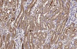Anti-CD34 antibody [HL1895] used in IHC (Paraffin sections) (IHC-P). GTX637644