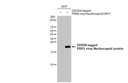 Anti-PRRS virus Nucleocapsid protein antibody [HL1901] used in Western Blot (WB). GTX637650