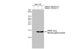 Anti-PRRS virus Nucleocapsid protein antibody [HL1901] used in Western Blot (WB). GTX637650