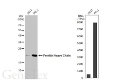 Anti-Ferritin Heavy Chain antibody [HL1905] used in Western Blot (WB). GTX637654