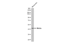 Anti-Wnt3a antibody [HL1911] used in Western Blot (WB). GTX637660