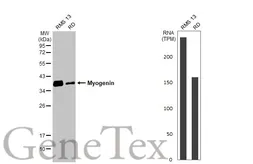 Anti-Myogenin antibody [HL1913] used in Western Blot (WB). GTX637662