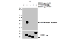Anti-Myogenin antibody [HL1913] used in Western Blot (WB). GTX637662