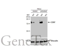 Anti-CD97 antibody [HL1924] used in Western Blot (WB). GTX637673