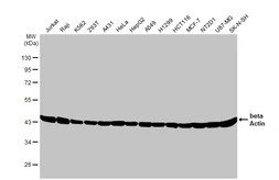 Anti-beta Actin antibody [HL1926] used in Western Blot (WB). GTX637675