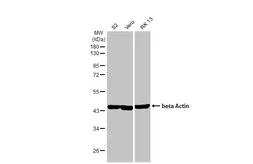 Anti-beta Actin antibody [HL1926] used in Western Blot (WB). GTX637675
