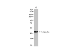 Anti-beta Actin antibody [HL1927] used in Western Blot (WB). GTX637676