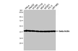 Anti-beta Actin antibody [HL1927] used in Western Blot (WB). GTX637676