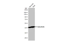 Anti-beta Actin antibody [HL1927] used in Western Blot (WB). GTX637676