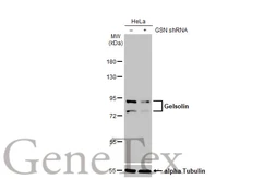 Anti-Gelsolin antibody [HL1930] used in Western Blot (WB). GTX637767