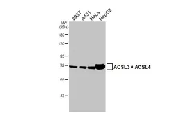 Anti-ACSL3 + ACSL4 antibody [HL1941] used in Western Blot (WB). GTX637778