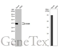 Anti-CD32B antibody [HL1950] used in Western Blot (WB). GTX637787