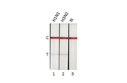 Anti-Influenza A virus Nucleoprotein antibody [HL1953] used in Lateral Flow (Lateral Flow). GTX637790