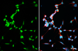 Anti-TCF3 / E2A antibody [HL1954] used in Immunocytochemistry/ Immunofluorescence (ICC/IF). GTX637791