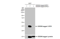 Anti-GPD1 antibody [HL1959] used in Western Blot (WB). GTX637796