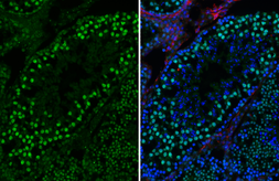 Anti-PCNA antibody [HL1965] used in IHC (Frozen sections) (IHC-Fr). GTX637858