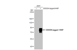 Anti-HHIP antibody [HL1969] used in Western Blot (WB). GTX637862