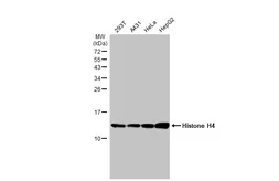 Anti-Histone H4 antibody [HL1977] used in Western Blot (WB). GTX637870