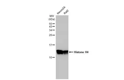 Anti-Histone H4 antibody [HL1977] used in Western Blot (WB). GTX637870