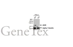 Anti-AHR antibody [HL1983] used in Western Blot (WB). GTX637884