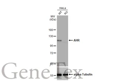 Anti-AHR antibody [HL1984] used in Western Blot (WB). GTX637885
