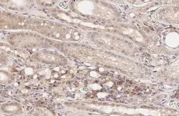 Anti-SLC1A5 antibody [HL1988] used in IHC (Paraffin sections) (IHC-P). GTX637889