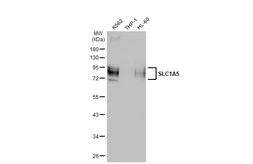 Anti-SLC1A5 antibody [HL1988] used in Western Blot (WB). GTX637889