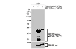 Anti-WDFY1 + WDFY2 antibody [HL1989] used in Western Blot (WB). GTX637890
