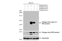 Anti-Dengue virus type 2, 3 NS1 protein antibody [HL1991] used in Western Blot (WB). GTX637892