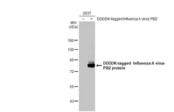 Anti-Influenza A virus PB2 protein antibody [HL1994] used in Western Blot (WB). GTX637895