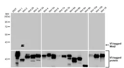 Anti-Wnt2 antibody [HL1999] used in Western Blot (WB). GTX637900
