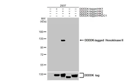 Anti-Hexokinase II antibody [HL2001] used in Western Blot (WB). GTX637902
