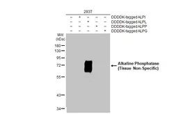 Anti-Alkaline Phosphatase (Tissue Non-Specific) antibody [HL2003] used in Western Blot (WB). GTX637904